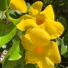 Opal Yellow Dipladenia Live Plant – Vining Mandevilla – 1 Gallon Pot – Outdoor - Image 1