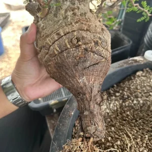 Operculicarya Pachypus Seeds - 5 Rare Succulent Bonsai Seeds - Fast Growing, Multicolor - Image 2