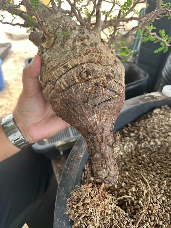 Operculicarya Pachypus Seeds - 5 Rare Succulent Bonsai Seeds - Fast Growing, Multicolor - Image 2