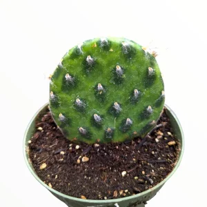 Opuntia decumbens Cactus Live Plant – Drought-Tolerant Succulent - Image 2