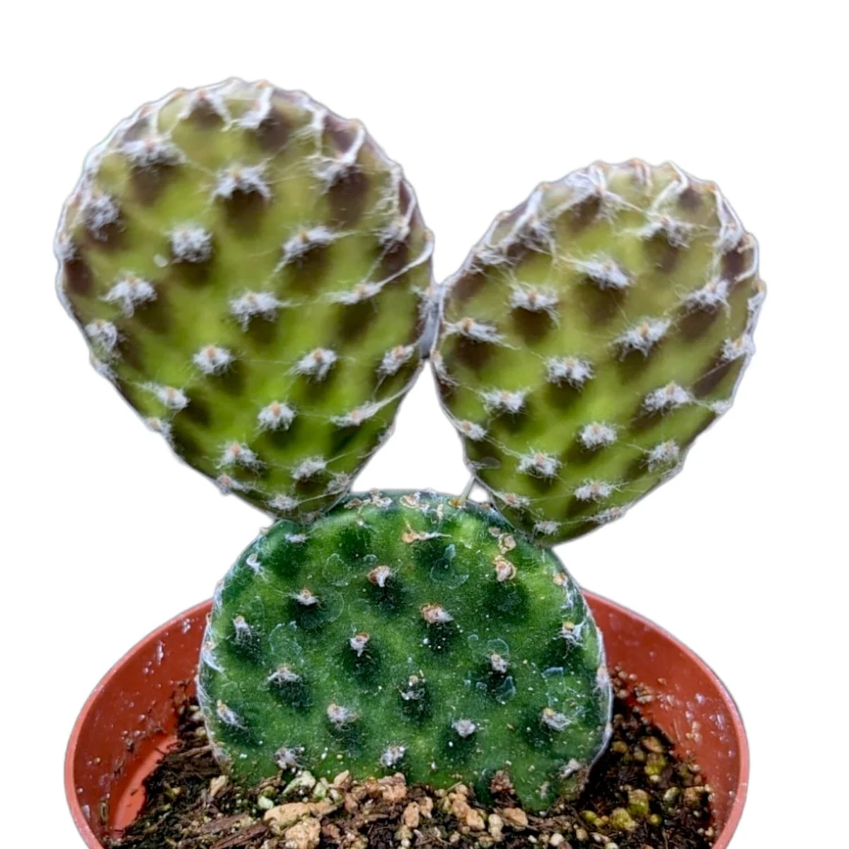 Opuntia decumbens Cactus Live Plant – Drought-Tolerant Succulent - Image 1