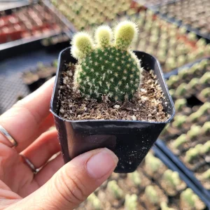 Opuntia Microdasys 'Golden Bunny Ears' Cactus Live Plant - Potted Succulent - Image 3