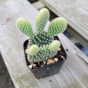Opuntia Microdasys 'Golden Bunny Ears' Cactus Live Plant - Potted Succulent - Image 6