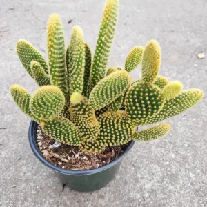 Opuntia Microdasys 'Golden Bunny Ears' Cactus Live Plant - Potted Succulent - Image 7