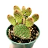 Opuntia microdasys subsp. rufida "Cinnamon Bunny Ears" Succulent Plant - Image 1