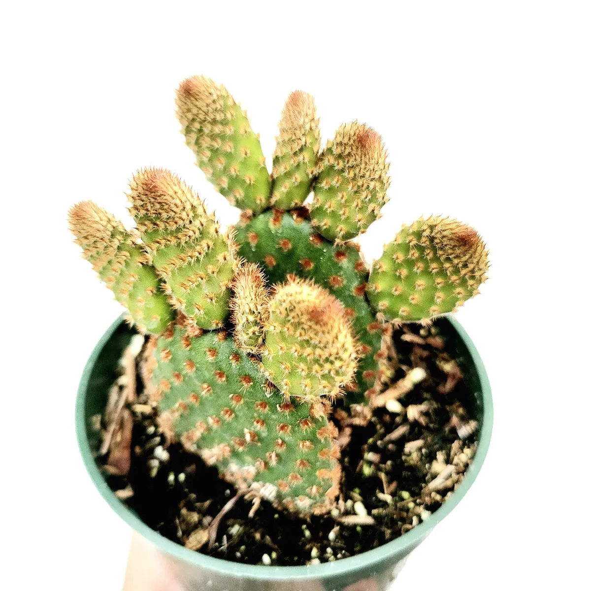 Opuntia microdasys subsp. rufida "Cinnamon Bunny Ears" Succulent Plant - Image 2