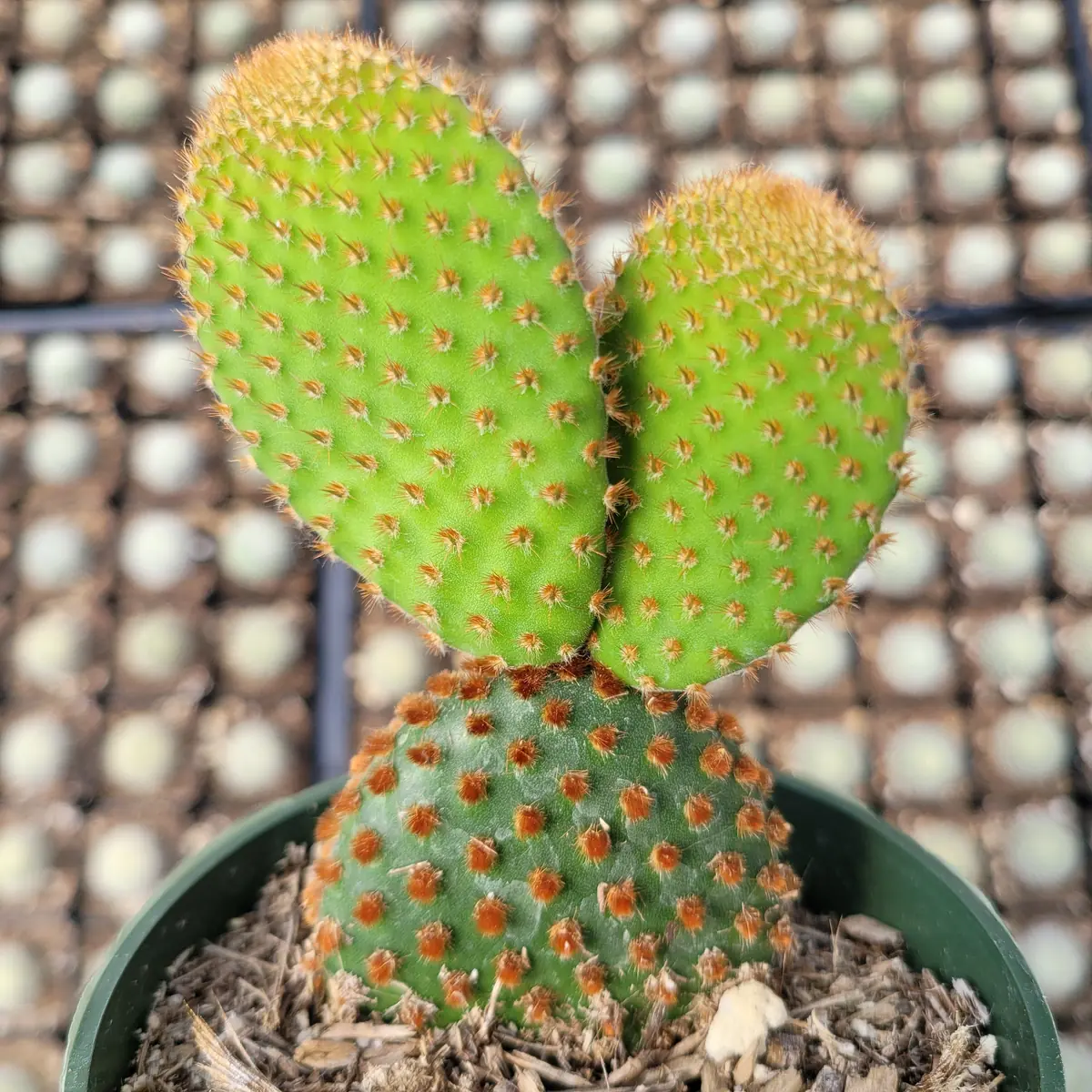 Opuntia microdasys subsp. rufida "Cinnamon Bunny Ears" Succulent Plant - Image 3