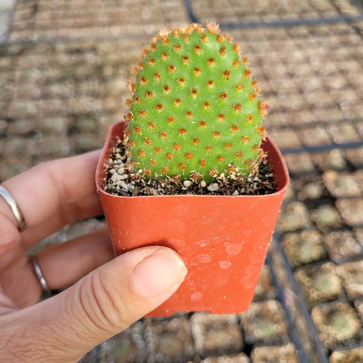 Opuntia microdasys subsp. rufida "Cinnamon Bunny Ears" Succulent Plant - Image 5