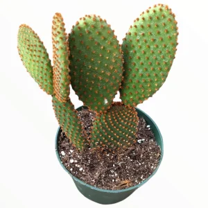 Opuntia microdasys subsp. rufida "Cinnamon Bunny Ears" Succulent Plant - Image 6