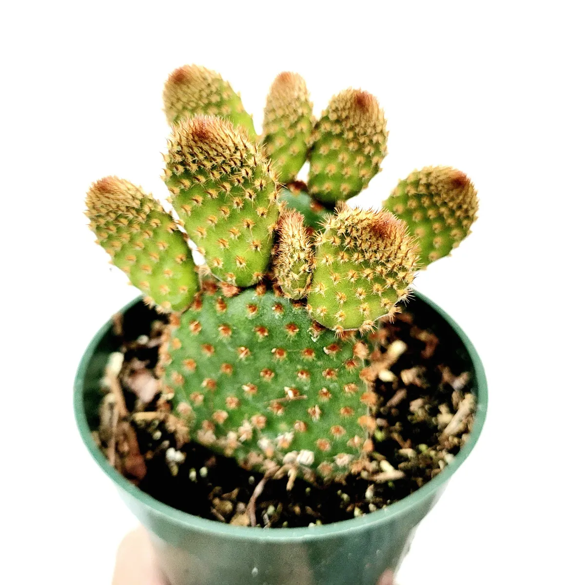 Opuntia microdasys subsp. rufida "Cinnamon Bunny Ears" Succulent Plant - Image 1