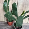 Opuntia Prickly Pear Cactus Live Plant - Edible Paddle Cactus in 4" Pot - Image 1