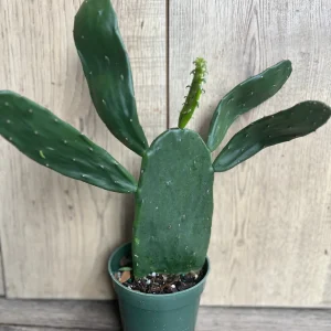 Opuntia Prickly Pear Cactus Live Plant - Edible Paddle Cactus in 4