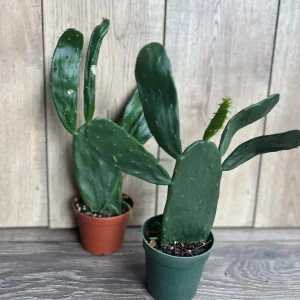 Opuntia Prickly Pear Cactus Live Plant - Edible Paddle Cactus in 4