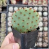Opuntia Violacea BeaverRita Cactus – Live Succulent Plant – Drought-Tolerant - Image 1