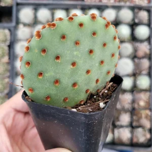 Opuntia Violacea BeaverRita Cactus – Live Succulent Plant – Drought-Tolerant - Image 2