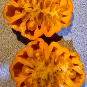 Orange Accordion Tomato Seeds - 25 Heirloom Organic Italian Stuffer Vegetable Seeds - Image 3