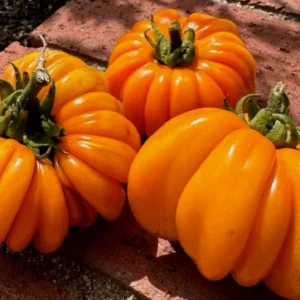 Orange Accordion Tomato Seeds - 25 Heirloom Organic Italian Stuffer Vegetable Seeds - Image 1