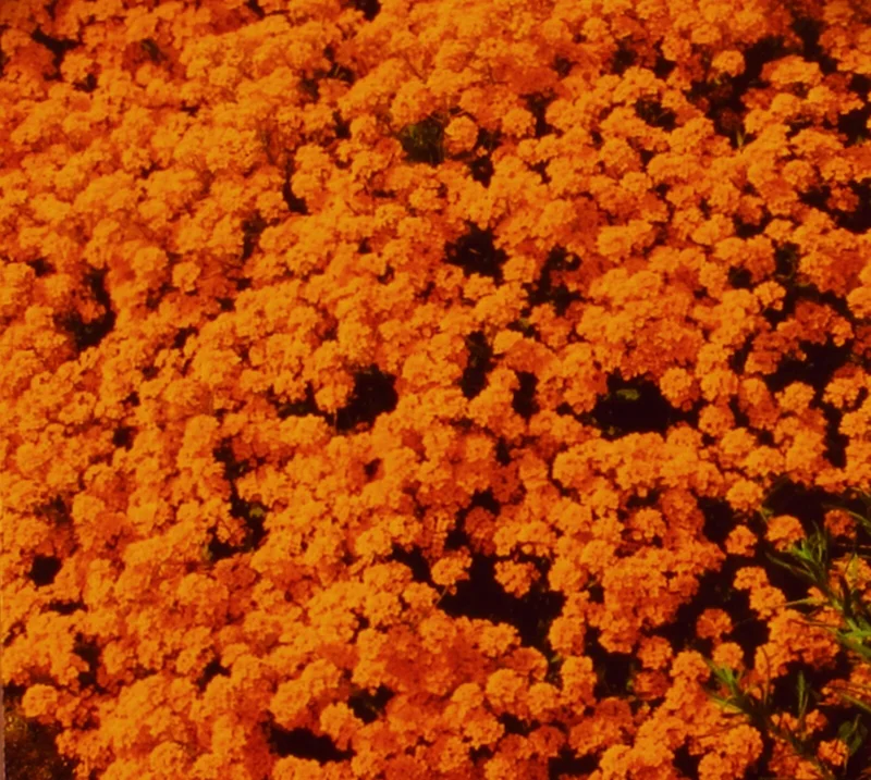 Orange Alyssum Seeds - Sweet Carpet Flower - Perennial - Indoor & Outdoor - Image 3