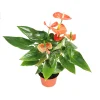 Orange Anthurium Live Plant – 6 inch Potted Houseplant – Indoor Flowering Plant - Image 1