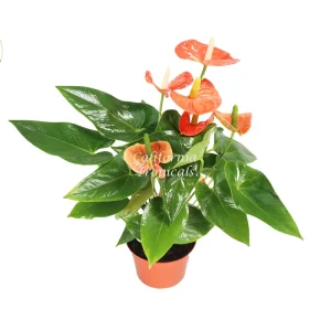 Orange Anthurium Live Plant – 6 inch Potted Houseplant – Indoor Flowering Plant - Image 1
