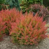 Orange Barberry Live Plant – Sunjoy Tangelo – 4 inch Pot – Outdoor Shrub - Image 1