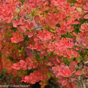 Orange Barberry Live Plant – Sunjoy Tangelo – 4 inch Pot – Outdoor Shrub - Image 2