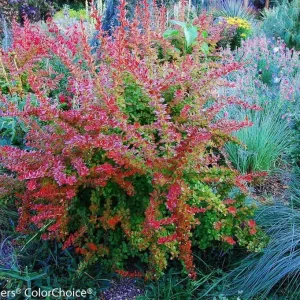 Orange Barberry Live Plant – Sunjoy Tangelo – 4 inch Pot – Outdoor Shrub - Image 3