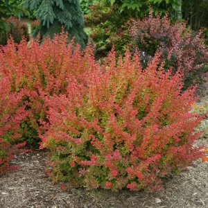 Orange Barberry Live Plant – Sunjoy Tangelo – 4 inch Pot – Outdoor Shrub - Image 1
