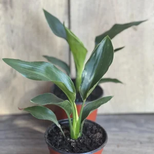 Orange Bird of Paradise Live Plant - Strelitzia reginae 4 inch Pot Tropical - Image 3