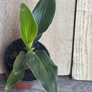 Orange Bird of Paradise Live Plant - Strelitzia reginae 4 inch Pot Tropical - Image 5