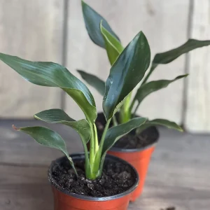 Orange Bird of Paradise Live Plant - Strelitzia reginae 4 inch Pot Tropical - Image 7