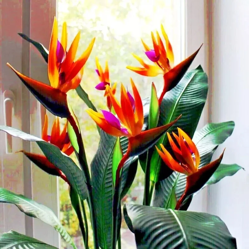 Orange Bird of Paradise Seeds - Strelitzia reginae Tropical Crane Flower 10 Seeds - Image 2