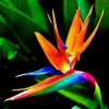 Orange Bird of Paradise Seeds - Strelitzia reginae Tropical Crane Flower 10 Seeds - Image 1