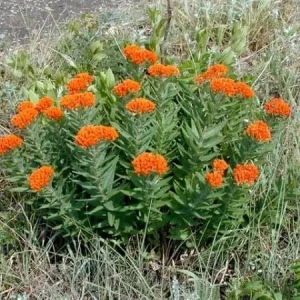 Orange Butterfly Milkweed Bare-root Plant - Asclepias Tuberosa - Attracts Butterflies - Image 2