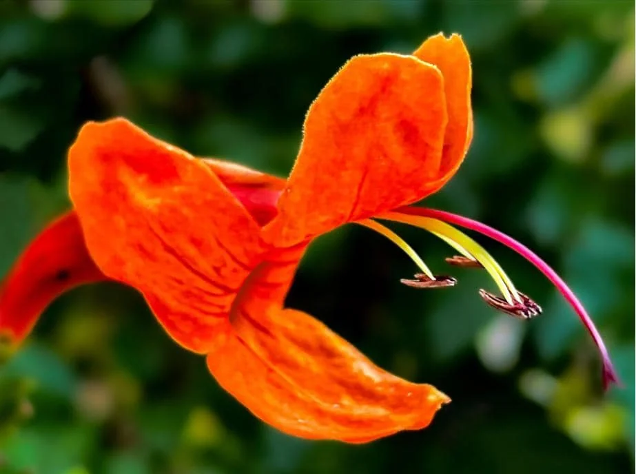 Orange Cape Honeysuckle Live Starter Plant – Tecoma Capensis – 4-6 Inch Tall - Image 2
