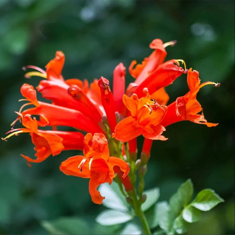 Orange Cape Honeysuckle Live Starter Plant – Tecoma Capensis – 4-6 Inch Tall - Image 4