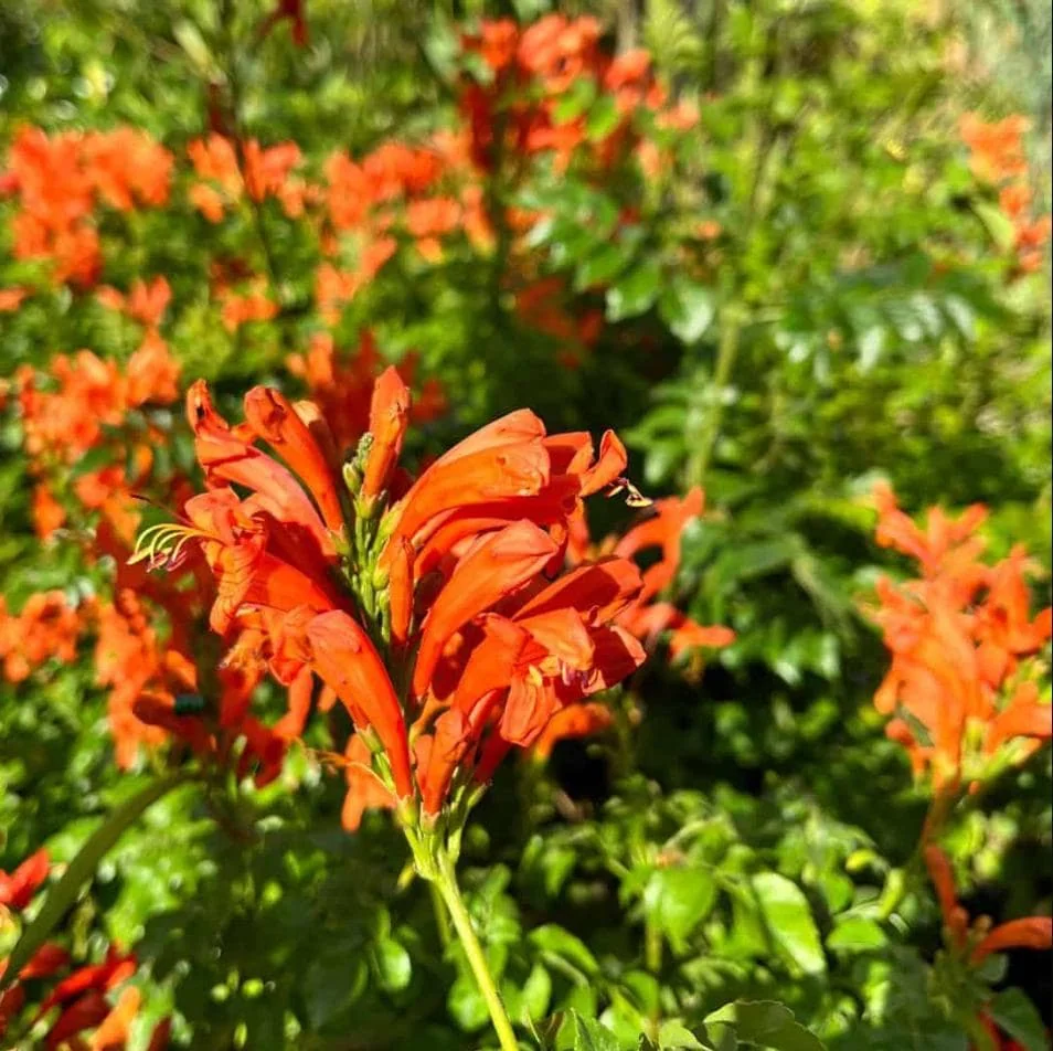 Orange Cape Honeysuckle Live Starter Plant – Tecoma Capensis – 4-6 Inch Tall - Image 6