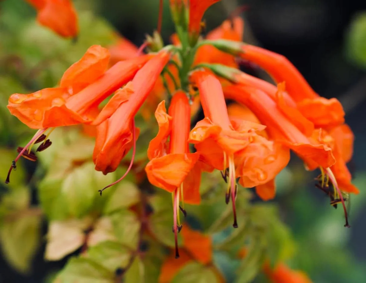 Orange Cape Honeysuckle Live Starter Plant – Tecoma Capensis – 4-6 Inch Tall - Image 7