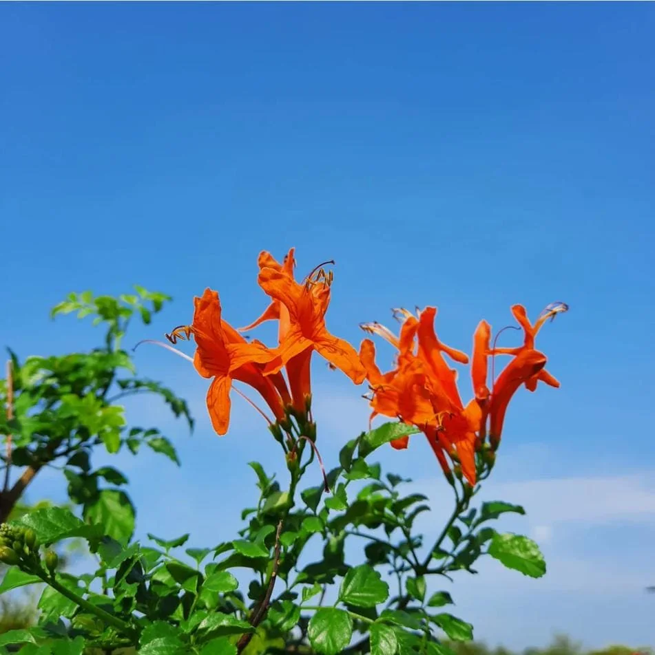 Orange Cape Honeysuckle Live Starter Plant – Tecoma Capensis – 4-6 Inch Tall - Image 9