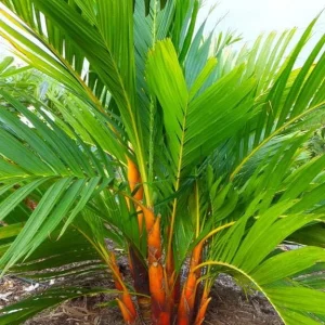 Orange Crownshaft Palm – Areca Vestiaria Live Plant – 3 Gallon Pot – Exotic Indoor/Outdoor - Image 2