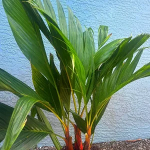 Orange Crownshaft Palm – Areca Vestiaria Live Plant – 3 Gallon Pot – Exotic Indoor/Outdoor - Image 1