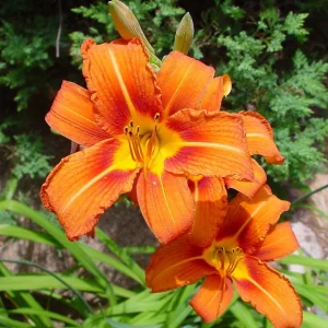 Orange Daylily Bare-root Plant - Hemerocallis fulva - Outdoor Perennial - Image 1