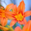 Orange Daylily Bulbs - 3 Bare Roots for Vibrant Garden Flowers - Image 1