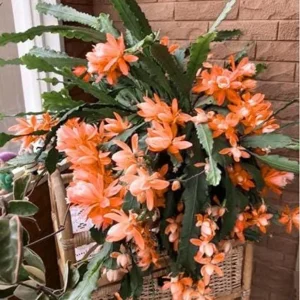 Orange Epiphyllum Orchid Cactus Live Plant – 2 Pack – Rooted Cuttings – 4 inch Pot - Image 1
