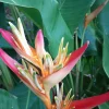 Orange Heliconia Rhizomes - 2X Live Tropical Plants - 10-inch Stock - Easy Grow - Image 1