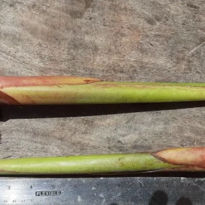 Orange Heliconia Rhizomes - 2X Live Tropical Plants - 10-inch Stock - Easy Grow - Image 2