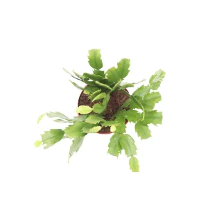 Orange Holiday Cactus Live Plant – 4 inch Pot – Indoor Flowering Succulent - Image 2