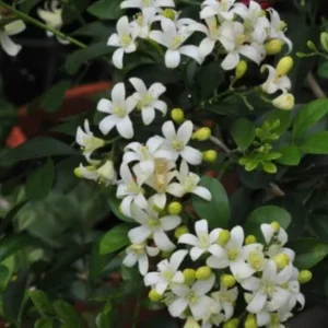 Orange Jasmine Live Plant - 1 Gallon Pot - Fragrant Flowering Shrub - Image 2