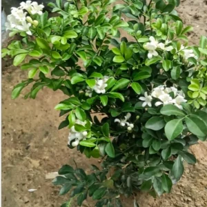 Orange Jasmine Live Plant - 1 Gallon Pot - Fragrant Flowering Shrub - Image 3