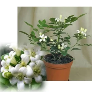 Orange Jasmine Live Plant - 1 Gallon Pot - Fragrant Flowering Shrub - Image 4